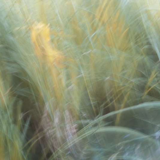 Sweden, June 2018  Impressionist photography utilizing intentional camera movement. Shot with Fujifilm X-E2 and a Jupiter 8 50m 2.0 lens  © Anders Stangl Photography