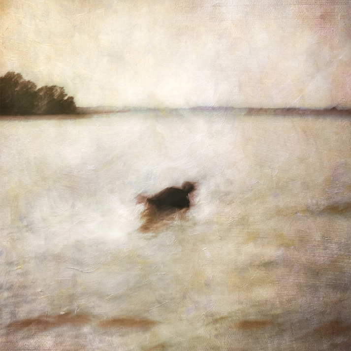Impressionist abstract scene of a dog in a lake. Volume 47 in this series