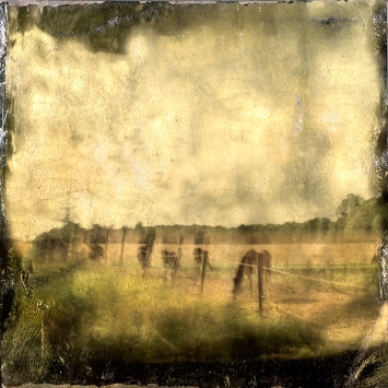 Impressionist abstract rural scene of horses in a meadow. Volume 15 in this series