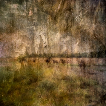 Impressionist abstract rural scene of horses in a meadow. Volume 13 in this series